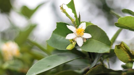 white lemon flowers and green leaves on blurred background