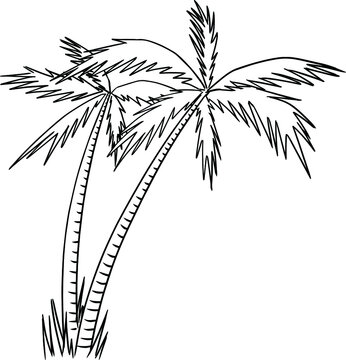 palm tree line art