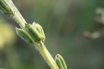 Sparse sesame fruit hanging on the branch