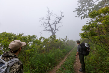Forest tourism. Two tourists with backpacks stand on an empty forest road in the fog.