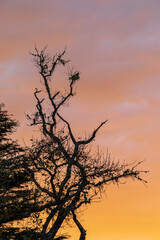 Obraz premium Early winter sunrise setting over the skyline of the forests on the Garden Route in South Africa