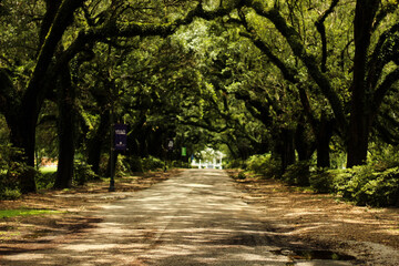 path in the park