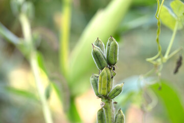 Autumn sesame, plump fruits hanging on the branches