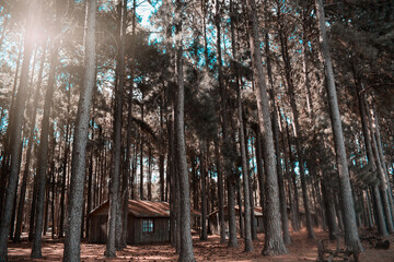 Little isolated wooden cabin in the middle of the forest with numerous trees in a sunny day, hut alone and mysterious, horizontal