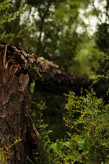 Fototapeta na wymiar moss covered tree