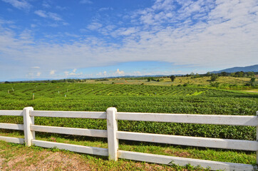 Fototapeta na wymiar White fence for protection the green tea trees