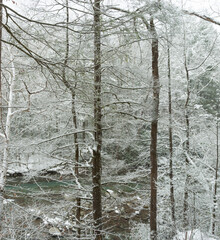 Winter Landscape in the Great Smoky Mountains