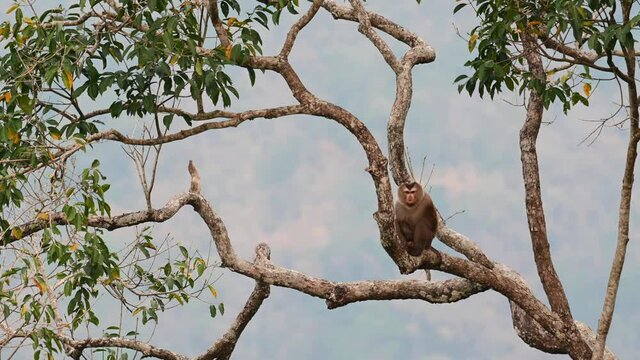 Northern Pig-tailed Macaque, Macaca leonina, Thailand; found sitting on a branch looking into its thingy and then looks straight towards the camera before dark in Khao Yai National Park, Thailand.