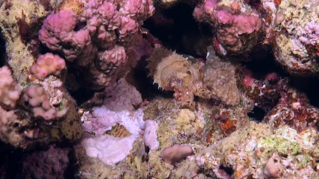 Reef Cuttlefish hiding in cave at night
