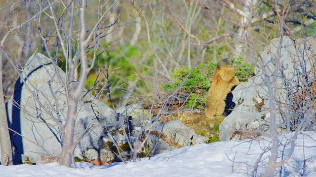 A marmot climbs up a rock to reach for something