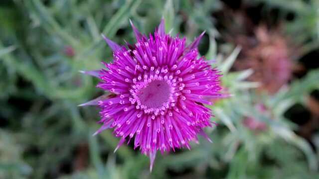A Purple Flower Sways in the Wind, Close Up, Top Down Shoot Taken from Above.