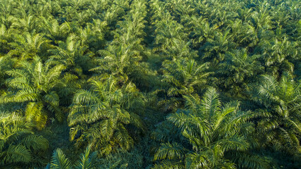 Fototapeta premium Lines of Papaya Trees in Thailand