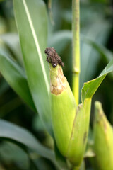 The corn on the cob that is about to mature is growing