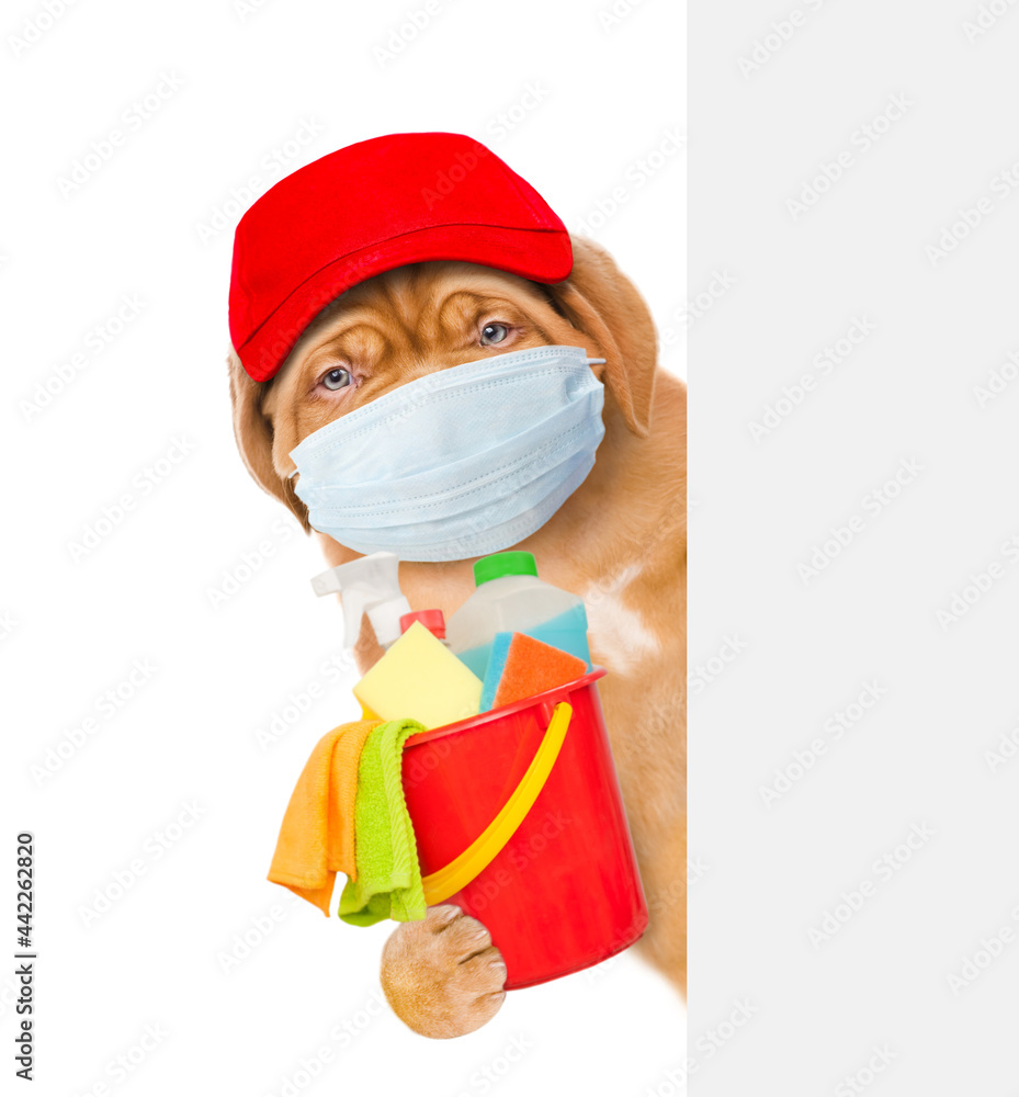 Poster puppy wearing medical protective face mask and red hat looks from behind empty white banner and hold