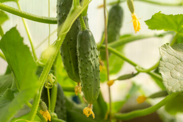 Young organic cucumbers grow in the garden.Growing vegetables.Fresh harvest.