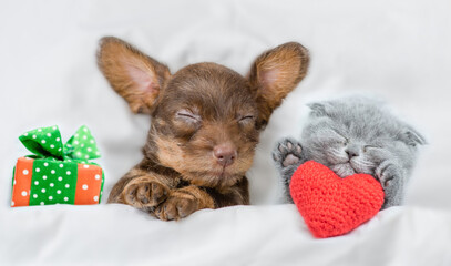 Kitten and Dachshund puppy sleep together with gift box under a white blanket on a bed at home. Kitten holds a hearts. Top down view