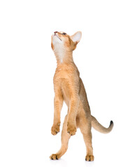 Playful abyssinian young cat stands on hind legs. Isolated on white background