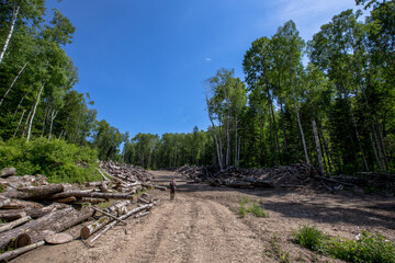 An abandoned warehouse with felled trees in the taiga. A man walks through an abandoned warehouse of timber merchants in the taiga. Forest poaching.