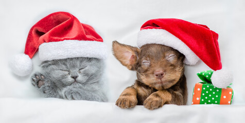 Tiny kitten and Dachshund puppy wearing santa hats sleep together  with gift box under a white...
