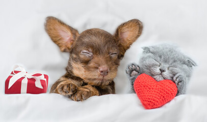 Kitten and dachshund puppy sleep together with gift box under a white blanket on a bed at home. Kitten holds a hearts. Top down view