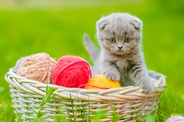 Curious tiny kitten sits inside a basket with clews of thread on green summer grass