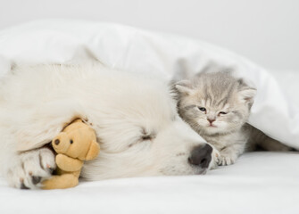 White Swiss shepherd puppy sleeps with kitten under white warm blanket on a bed at home