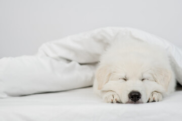 Swiss shepherd puppy sleep  under white warm blanket on a bed at home. Empty space for text