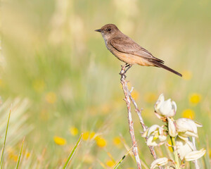 A Say's phoebe on the American West prairie