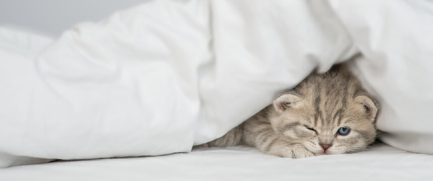 Cute kitten warms up under a blanket in cold weather. Empty space for text