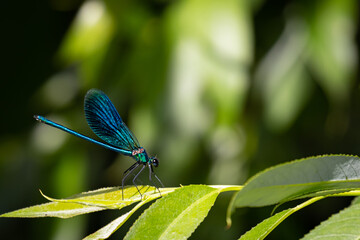 Banded demoiselle (Calopteryx splendens) sitting on a blade of grass. Beautiful blue demoiselle in its habitat. Insect portrait with soft green background. Wildlife scene from nature.