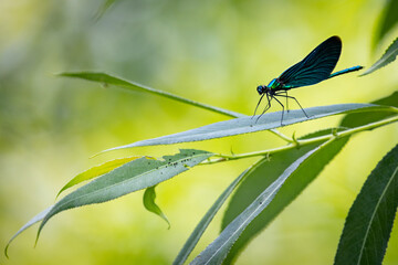 Banded demoiselle (Calopteryx splendens) sitting on a blade of grass. Beautiful blue demoiselle in its habitat. Insect portrait with soft green background. Wildlife scene from nature.