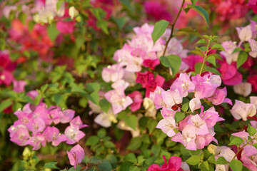 Bougainvillea ornamental shrubs of various colors in the garden.