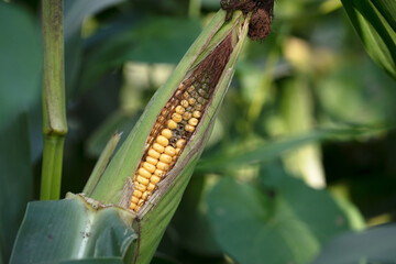 The green corn is peeled partially to reveal the plump corn kernels