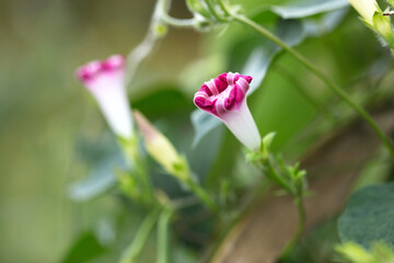 The morning glory in bud grows on the vine