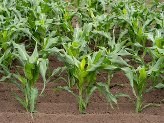 トウモロコシ畑