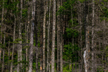 Far Eastern taiga. Dried coniferous trunks stand close to each other. A forest that died due to drought.