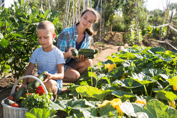 Little son helps mom to harvest vegetables. High quality photo