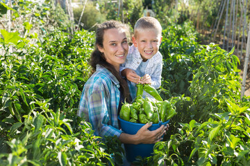 Mother and son work on a bell peppers plantation. High quality photo