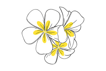 Frangipani or plumeria tropical flower. Yellow and white frangipani isolated in white background. Outline vector illustration