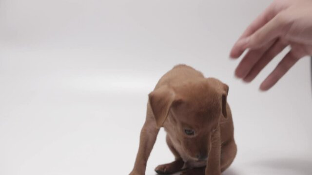 Little, Short and Smooth Coated Miniature Pinscher Petted by Male Hand, White Background