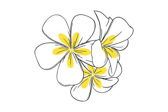 Fototapeta Frangipani or plumeria tropical flower. Yellow and white frangipani isolated in white background. Outline vector illustration