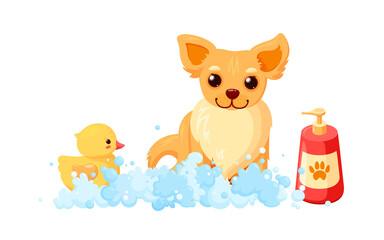 Dog grooming in a bath with shampoo and duck. Chihuahua in soap foam isolated in white background. Vector illustration in cute cartoon style