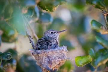 Baby Hummingbird in the Nest