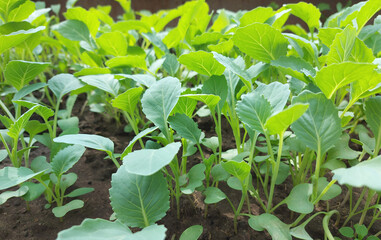 cabbage seedlings growing in a greenhouse. vegetable garden plant beds agricultural crops, gardening, small green leaves.