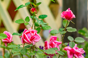 view of large buds of scarlet roses, the petals of which are beginning to wither, against the background of the wall of a wooden country house