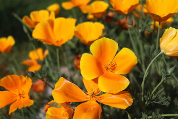 Yellow flowers of eschscholzia californica or golden californian poppy, cup of gold, flowering plant in family papaveraceae