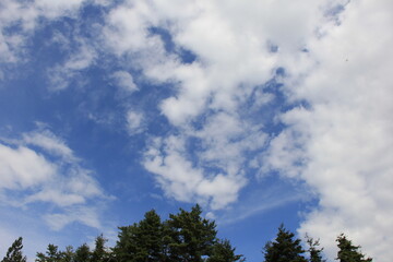 木々の上に広がる、爽やかな青空と白い雲