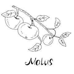 Branch with apples. Vector illustration. Linear drawing.