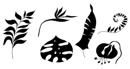 Leaves of tropical plants. Black silhouette, wind and illustration for cutting, print. © Oksava