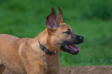  2021-06-28 A SMALL BROWN PUPPY RUNNING WTH HER EARS STRAIGHT UP